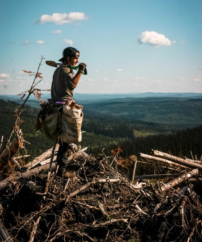 1.000.000 TREES IN CANADA AND USA 2