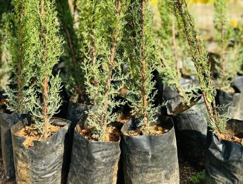 1700-NEW-TREES