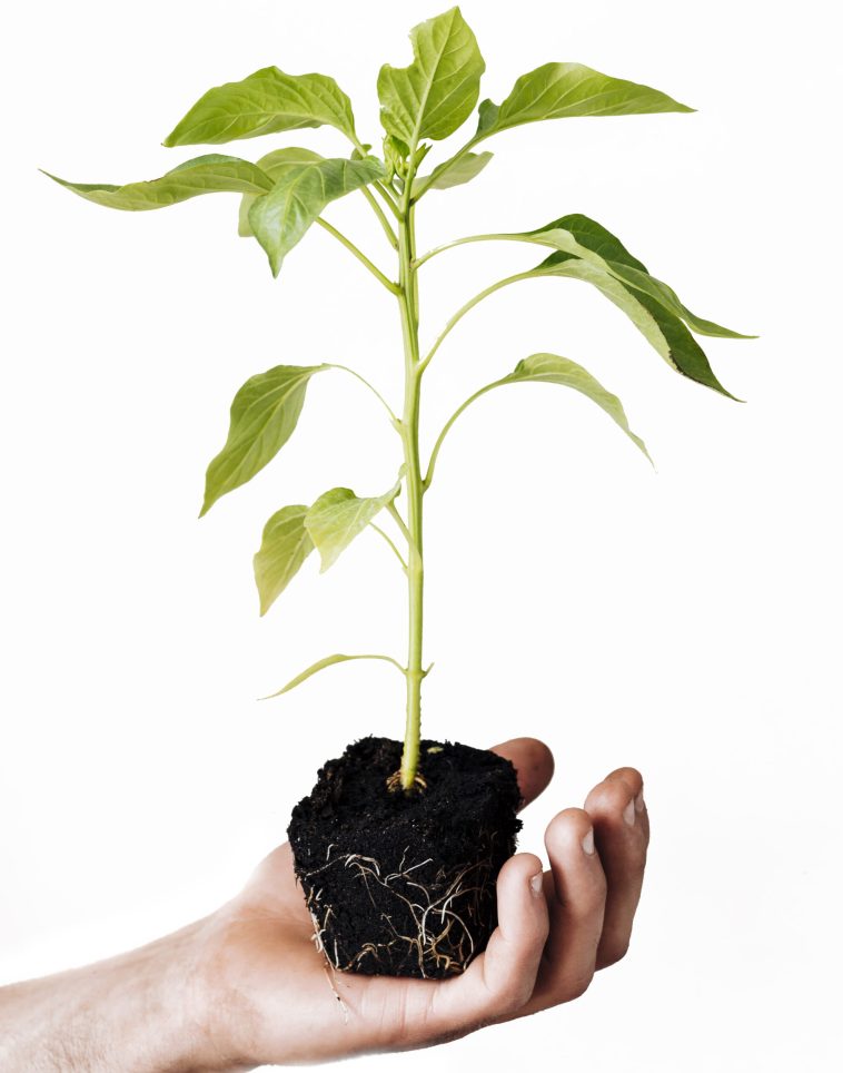 close-up-young-plant-held-hand