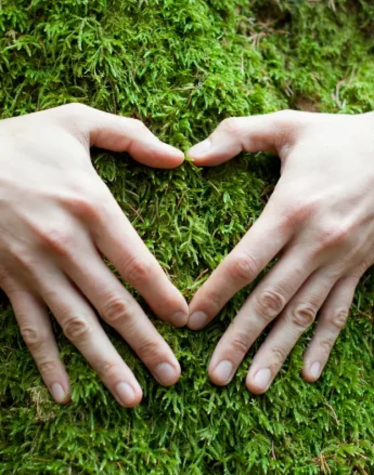 hands shape heart tree 1 1